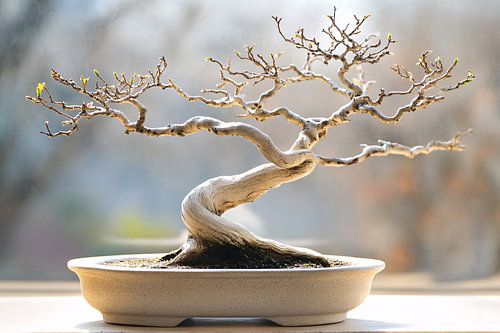 Delicate bonsai boom in pot