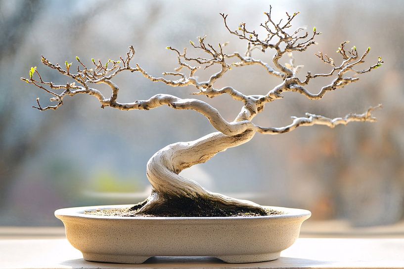 Delicate bonsai tree in pot by Imperial Art House