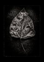 Leaves No 1 with Border