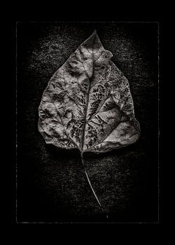 Blätter Nr. 1 mit Bordüre