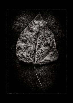 Bladeren nr. 1 met rand van The Learning Curve Photography