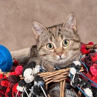 young cat
