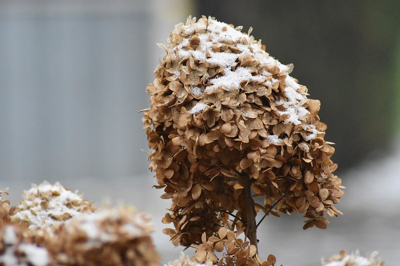 Snowy flower by Henk-Jan Lubbers