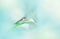 Butterfly van Michelle Zwakhalen thumbnail