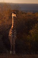 Giraffe in der Sonne