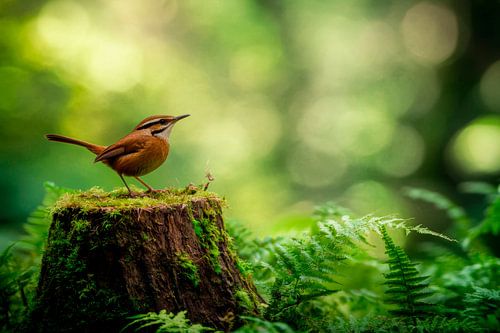 Vogel im Wald auf Baumstumpf