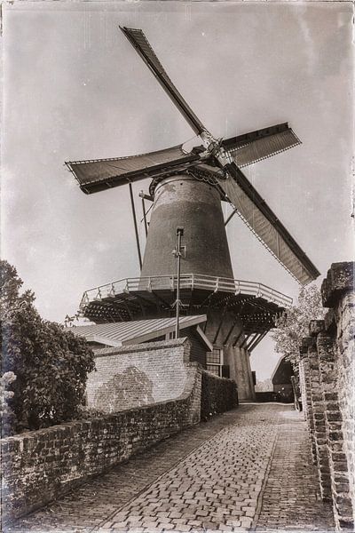 Die Windotter von Jan van der Knaap