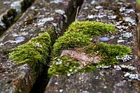 Moss