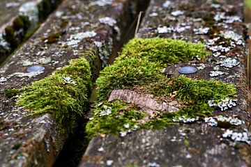 Moss