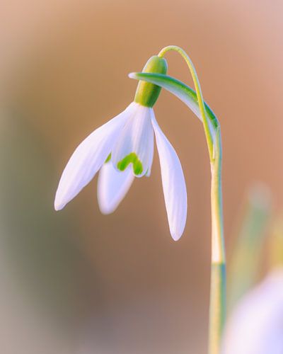 Sneeuwklokjes in het zachte avondlicht