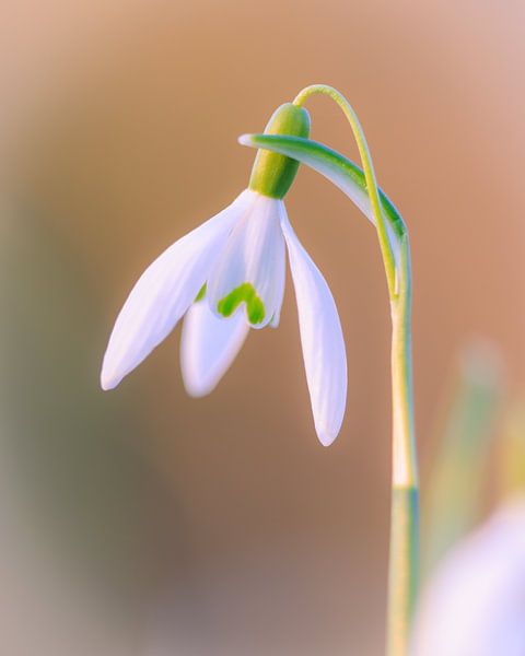 Sneeuwklokjes in het zachte avondlicht van Horst Husheer