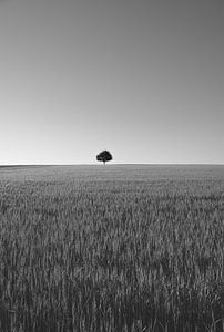 Der einsame Baum in SW von Marc-Sven Kirsch