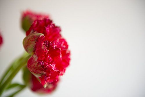 Französische Tulpen in den Niederlanden