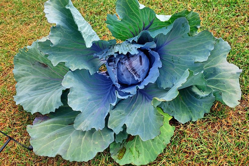 rodekoolkop van Edgar Schermaul