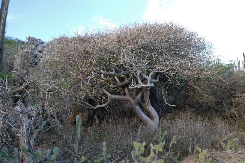 Baum auf Bonaire von Silvia Weenink