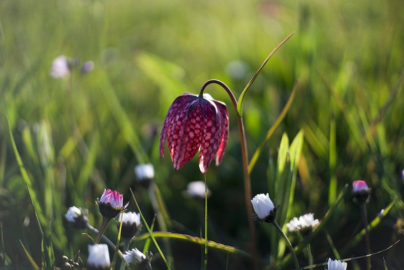 Kievitsbloem van Ronald Kromkamp
