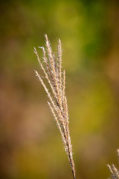 Close-up of reeds by Christian Schuster