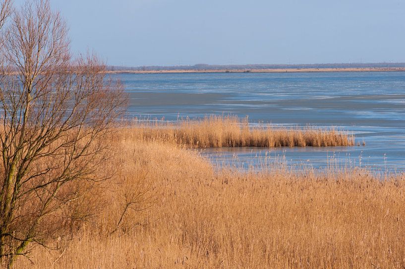 Oostvaarders plassen van Brian Morgan
