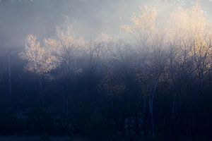 nebliger Herbstwald im Sonnenlicht