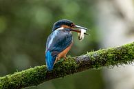 Kingfisher with fish by Raymond Engelen thumbnail