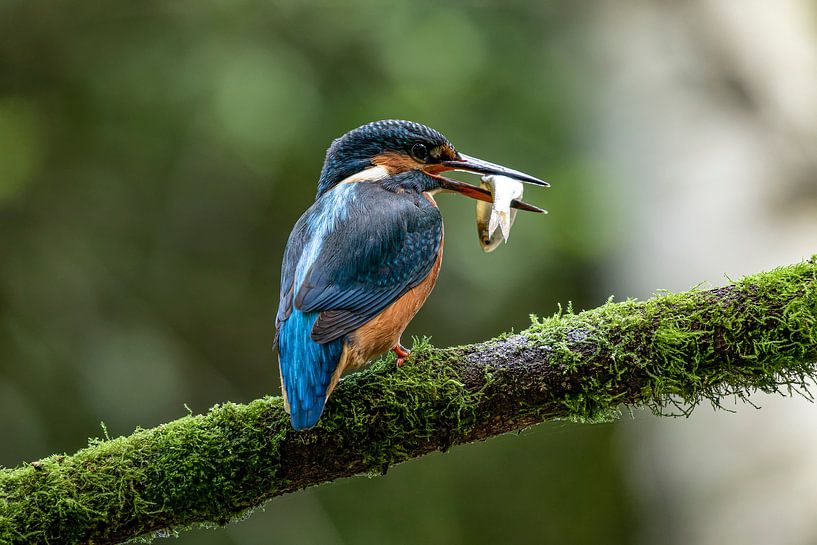 Kingfisher with fish by Raymond Engelen