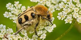 brush beetle rests in the sun by Geert Perdaens
