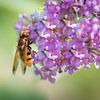 Biene auf lila Blume von Marleen van Es