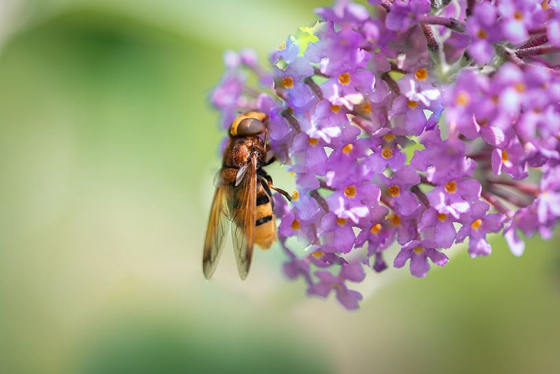 Bee on purple flower by Marleen van Es