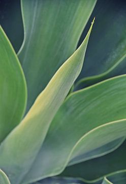 Dragonnier Agave au soleil sur Werner Lehmann