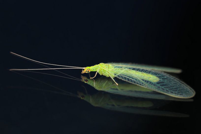 Gaasvlieg reflectie op raam by Amanda Blom