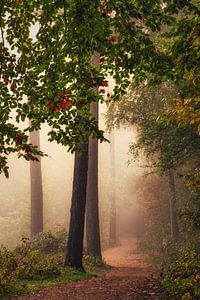 Herfstwandeling van Loris Photography