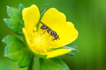closeup of an insect on a buttercup against a green background