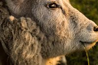 Schaap