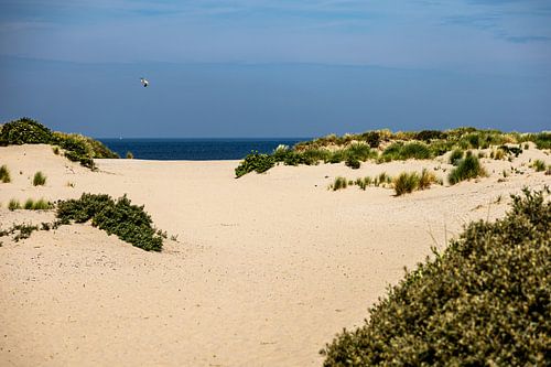 Le coin des dunes de Hollande