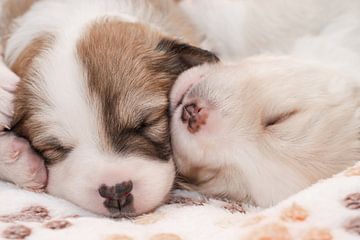 Puppies (2)