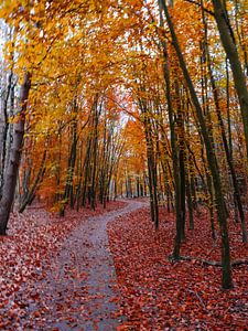 Herbst 8 von snippephotography