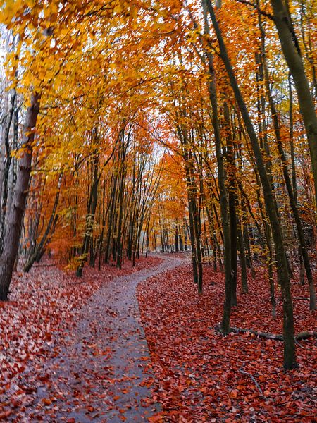 Herbst 8 von snippefotografie