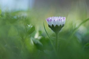 Gänseblümchen im Sonnenlicht