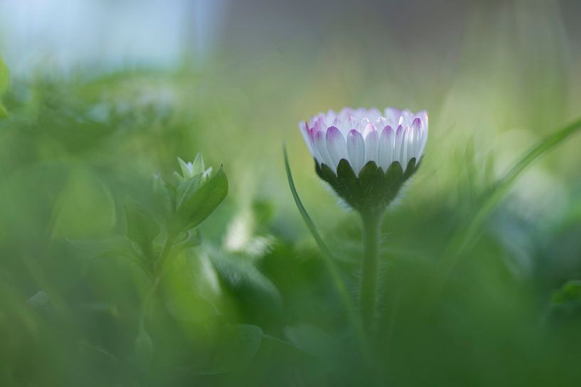 Daisy in the sunlight by Birgitte Bergman