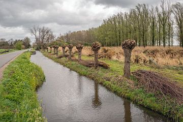 Nederlands landschap met pas gesnoeide knotwilgen