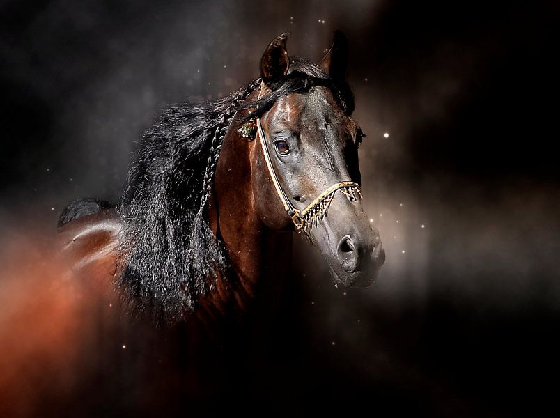 Schöne Pferde von Peter Roder
