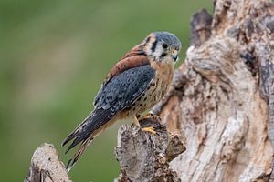 Buntfalke