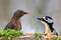 Amsel und Buntspecht