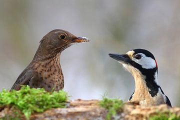 Blackbird and spotted woodpecker
