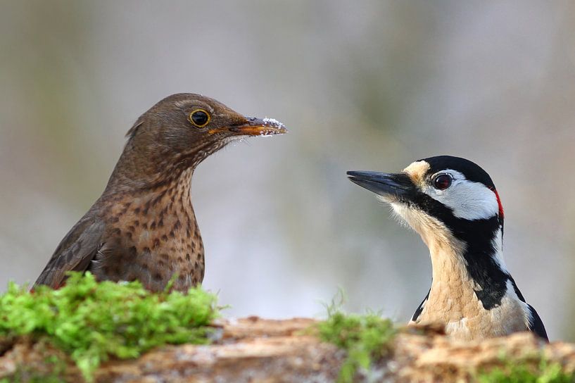 Amsel und Buntspecht von Heiko Lehmann