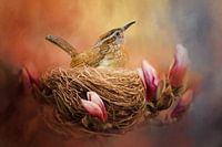 Bird In Bird Nest