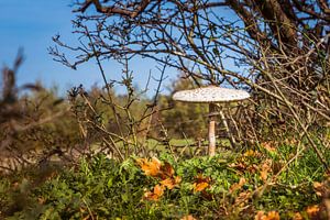 paddenstoel  tussen de herfst bladeren