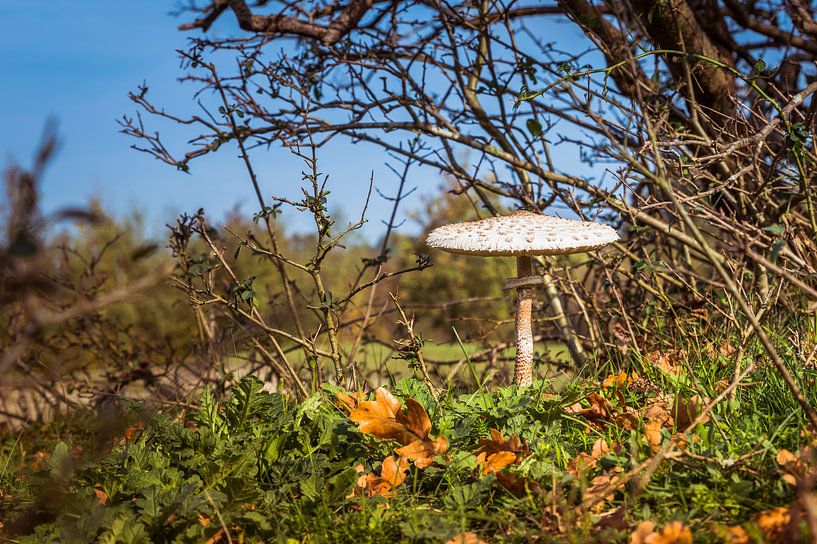 paddenstoel  tussen de herfst bladeren van ChrisWillemsen