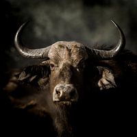 Portret Afrikaanse buffel