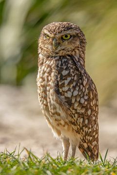 Little owl, (Athens noctua) by Gert Hilbink
